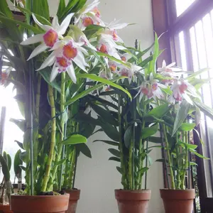 ツニアの種類（原種、品種）｜植物図鑑｜みんなの趣味の園芸（NHK出版）