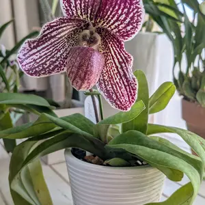 パフィオペディラムの種類（原種、品種）｜植物図鑑｜みんなの趣味の