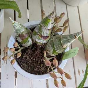 カタセタムの種類（原種、品種）｜植物図鑑｜みんなの趣味の園芸（NHK