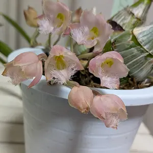 カタセタムの育て方・栽培方法｜植物図鑑｜みんなの趣味の園芸（NHK出版）