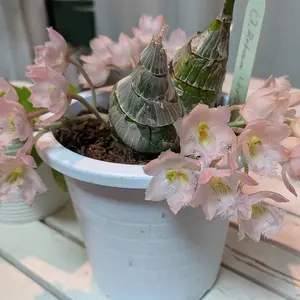 カタセタムの種類（原種、品種）｜植物図鑑｜みんなの趣味の園芸（NHK