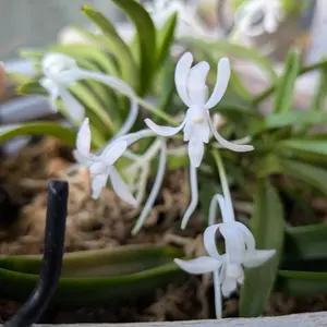 フウランの写真｜植物図鑑｜みんなの趣味の園芸