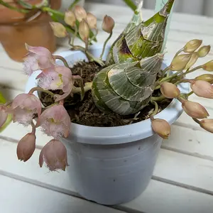 カタセタムの種類（原種、品種）｜植物図鑑｜みんなの趣味の園芸（NHK