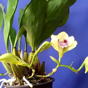 洋蘭 原種 着生蘭 野生蘭 ビフレナリア Bif. harrisoniae coerulea \'Cosmo Blue\' (OG) 珍しい淡青色花 蘭Bifrenaria、harrisoniae ビフレナリア 着生蘭 Bif Bifrenaria(Bif.) ビフレナリア属（世界のラン科植物）