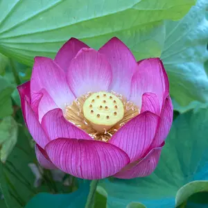 ハスの育て方・栽培方法｜植物図鑑｜みんなの趣味の園芸（NHK出版）