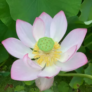 ハスの育て方・栽培方法｜植物図鑑｜みんなの趣味の園芸（NHK出版）