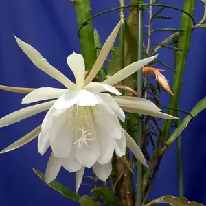 月下美人の写真｜植物図鑑｜みんなの趣味の園芸