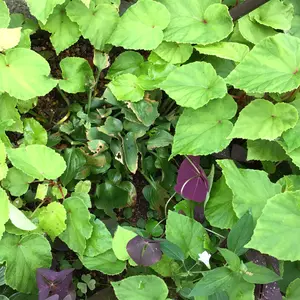 イワギボウシの種類（原種、品種）｜植物図鑑｜みんなの趣味の園芸