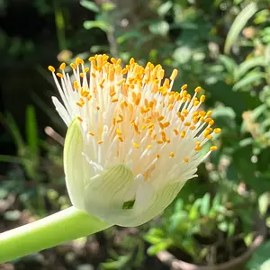 ハエマンサスとは・基本情報｜育て方がわかる植物図鑑｜みんなの趣味の