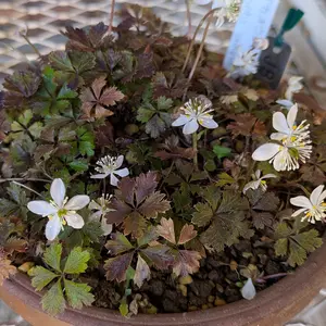 バイカオウレンの種類（原種、品種）｜植物図鑑｜みんなの趣味の園芸