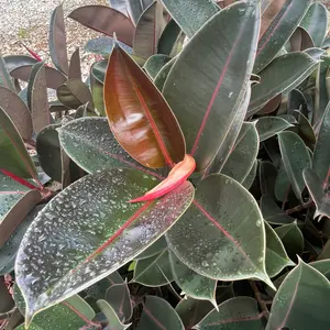 インドゴムノキ（フィカス・エラスティカ）とは｜育て方がわかる植物