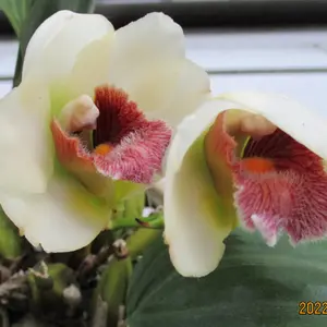 洋蘭 原種 着生蘭 野生蘭 ビフレナリア Bif. harrisoniae coerulea \'Cosmo Blue\' (OG) 珍しい淡青色花 蘭Bifrenaria、harrisoniae ビフレナリア 着生蘭 Bif Bifrenaria(Bif.) ビフレナリア属（世界のラン科植物）