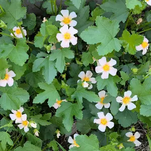 マルバストラムとは｜育て方がわかる植物図鑑｜みんなの趣味の園芸