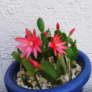 イースターカクタスの写真｜植物図鑑｜みんなの趣味の園芸