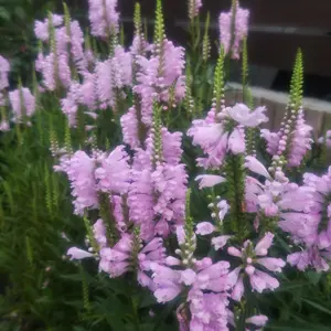 ハナトラノオの種類（原種、品種）｜植物図鑑｜みんなの趣味の園芸