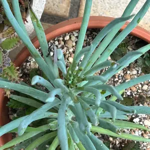 セネシオ（多肉植物）とは｜育て方がわかる植物図鑑｜みんなの趣味の