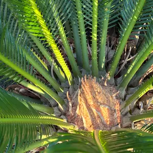 ソテツの写真｜植物図鑑｜みんなの趣味の園芸