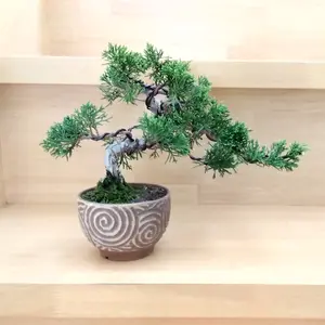 ビャクシンの仲間とは｜育て方がわかる植物図鑑｜みんなの趣味の園芸