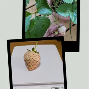 イチゴの写真｜植物図鑑｜みんなの趣味の園芸