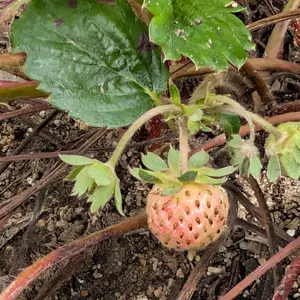 イチゴの写真｜植物図鑑｜みんなの趣味の園芸