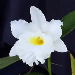 ソブラリアとは・基本情報｜育て方がわかる植物図鑑｜みんなの趣味の
