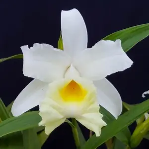 ソブラリアとは｜育て方がわかる植物図鑑｜みんなの趣味の園芸（NHK出版）