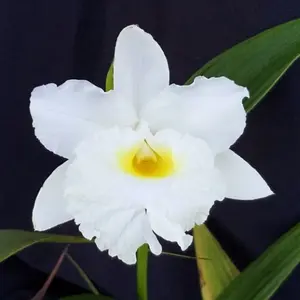 ソブラリアとは｜育て方がわかる植物図鑑｜みんなの趣味の園芸（NHK出版）