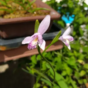トキソウとは｜育て方がわかる植物図鑑｜みんなの趣味の園芸（NHK出版）