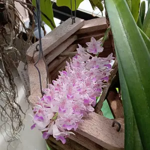 リンコスティリスの種類（原種、品種）｜植物図鑑｜みんなの趣味の園芸