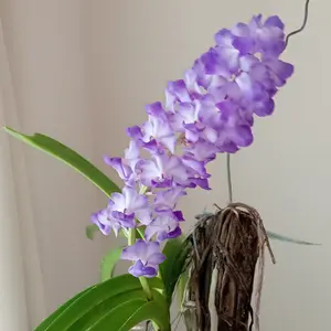 リンコスティリスの種類（原種、品種）｜植物図鑑｜みんなの趣味の園芸