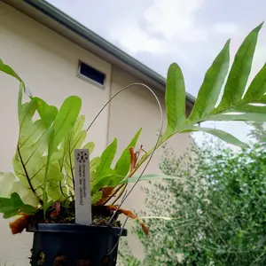 アグラオモルファの種類（原種、品種）｜植物図鑑｜みんなの趣味の園芸
