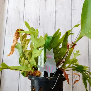 アグラオモルファの写真｜植物図鑑｜みんなの趣味の園芸