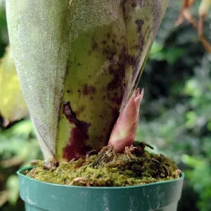 ビルベルギアの種類（原種、品種）｜植物図鑑｜みんなの趣味の園芸