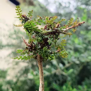 オペルクリカリアのそだレポ（栽培レポート）｜植物図鑑｜みんなの趣味