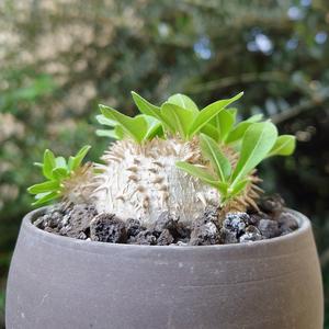 パキポディウムとは・基本情報｜育て方がわかる植物図鑑｜みんなの趣味