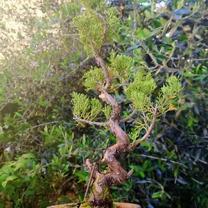 ビャクシンの仲間とは｜育て方がわかる植物図鑑｜みんなの趣味の園芸