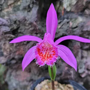 タイリントキソウとは｜育て方がわかる植物図鑑｜みんなの趣味の園芸