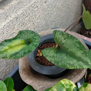 カンアオイとは｜育て方がわかる植物図鑑｜みんなの趣味の園芸（NHK出版）