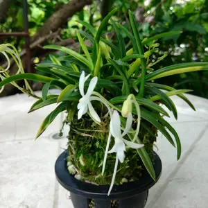 フウランの写真｜植物図鑑｜みんなの趣味の園芸