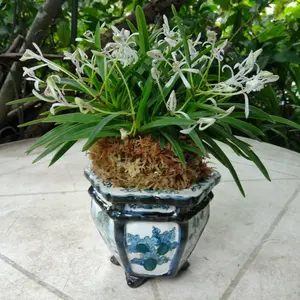 フウランの写真｜植物図鑑｜みんなの趣味の園芸