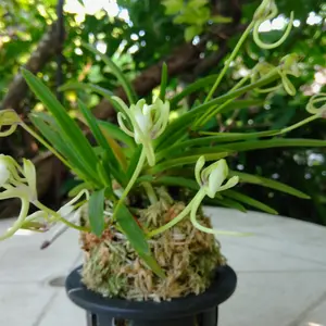 フウランの写真｜植物図鑑｜みんなの趣味の園芸