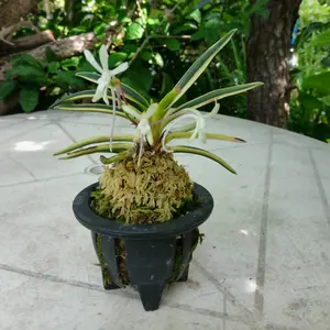 フウランの写真｜植物図鑑｜みんなの趣味の園芸