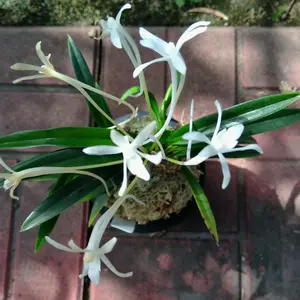 フウランとは｜育て方がわかる植物図鑑｜みんなの趣味の園芸（NHK出版）