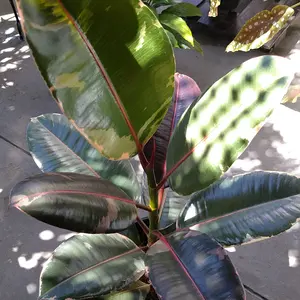 インドゴムノキ（フィカス・エラスティカ）とは｜育て方がわかる植物