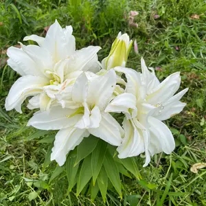 ユリ（百合）の写真｜植物図鑑｜みんなの趣味の園芸