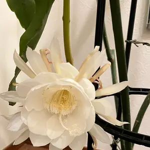 月下美人の写真｜植物図鑑｜みんなの趣味の園芸