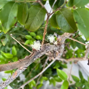 ジャボチカバの種類（原種、品種）｜植物図鑑｜みんなの趣味の園芸