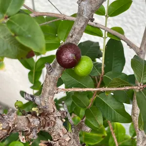 ジャボチカバの種類（原種、品種）｜植物図鑑｜みんなの趣味の園芸