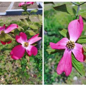 ハナミズキの種類（原種、品種）｜植物図鑑｜みんなの趣味の園芸（NHK