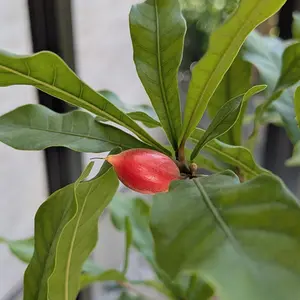 ミラクルフルーツとは｜育て方がわかる植物図鑑｜みんなの趣味の園芸